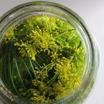 dill