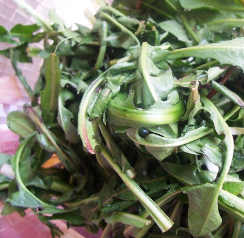 Wild Foraging: Dandelion Greens