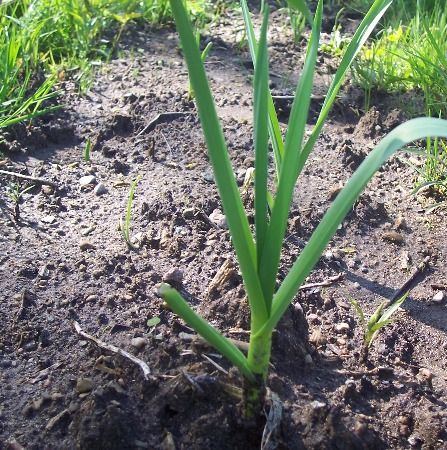 Garden Update: Baby Plants