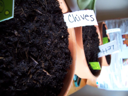 Experimenting with Growing Food Indoors