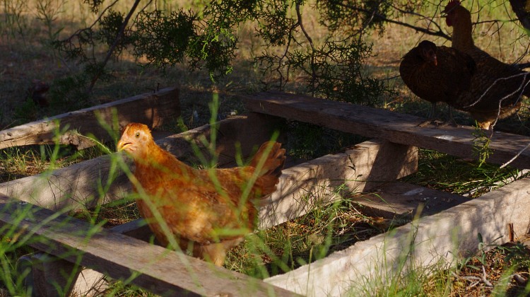 Learning From the Pioneers: Building a Homestead from Scratch