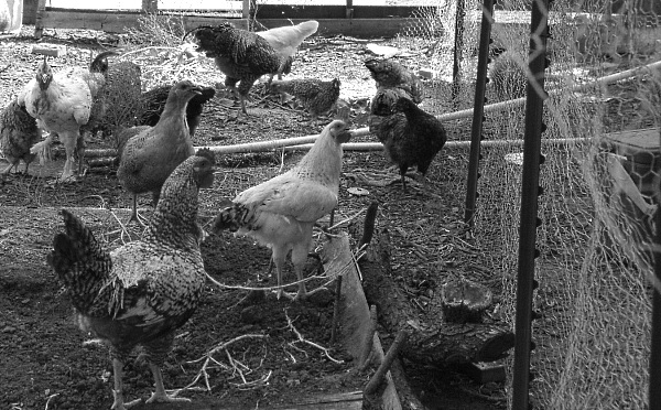 My Chickens Have Diarrhea… and other greenhorn secrets