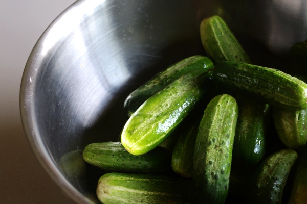 Making Fermented Pickles