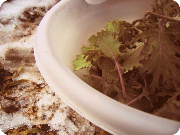 A December 31st Harvest & the Hoop House