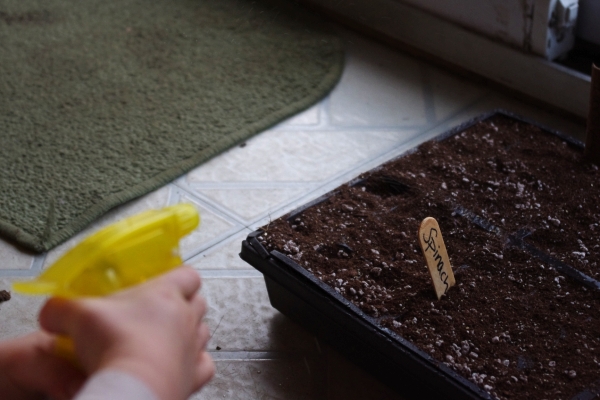 A Year of Food-Growing Possibility (and making toilet paper roll seed starters)