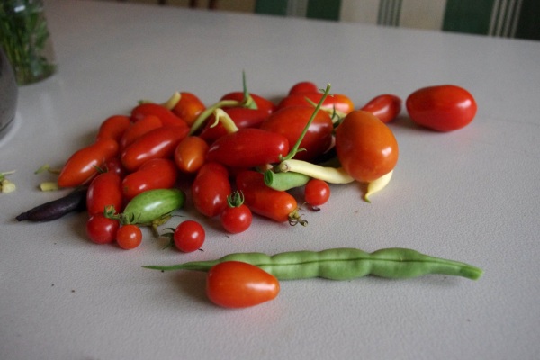 Unexpected Harvest & A Harvest Dinner