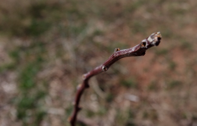 Spring Flurry on the Homestead