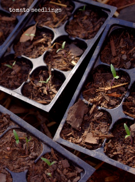 Two Books on How to Save Seeds and Why It Is Crucial