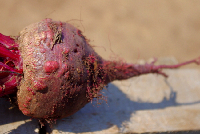 seeing what sticks: beets in clay soil and cabbage