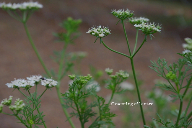 Hard Things are Good Things and the end of May Garden Tour