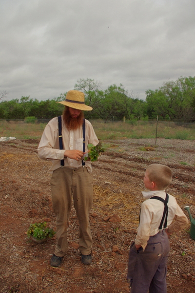 Planting Sweet Potatoes in the Chicken Field