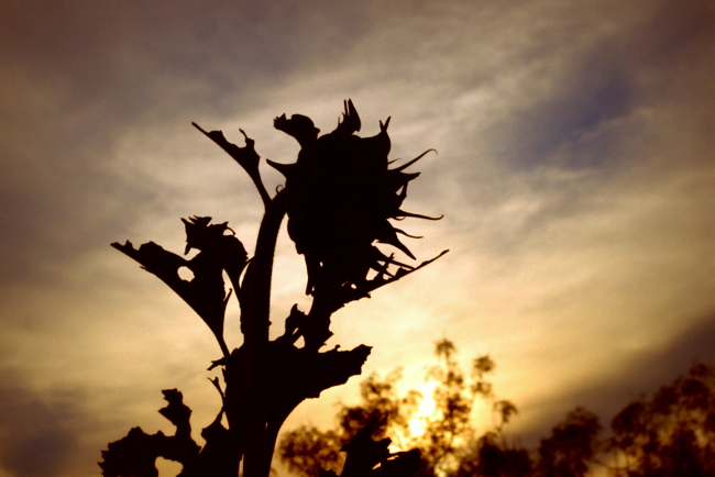 Growing Food in a Hotter, Drier Land