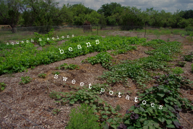 The Chicken Field in July: sweet taters, green beans, squash & melons