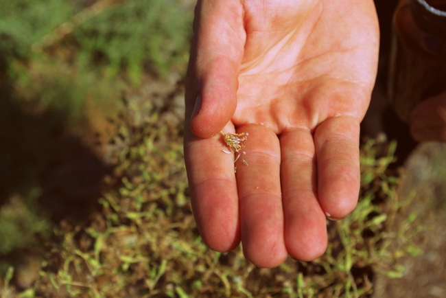 Late Summer Seed Saving