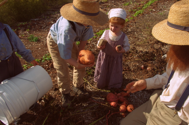 The Sweet Potato Harvest