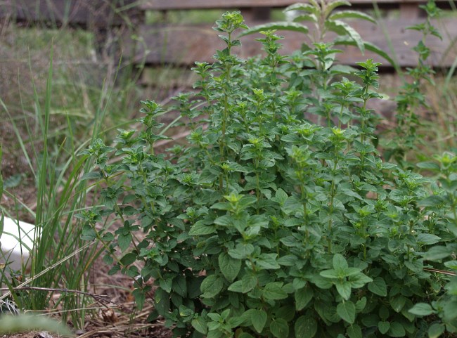 Growing Medicine: Oregano