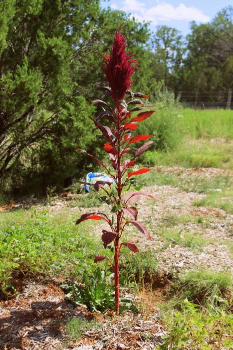 Growing Seed Grains on the Homestead