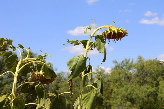 From Gardens to DIY in the Cabin: The Fall Frenzy