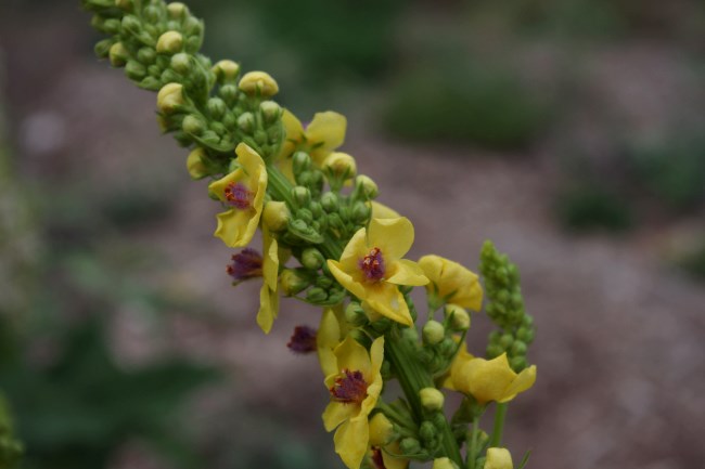 Growing Medicine (and toilet paper?): Mullein