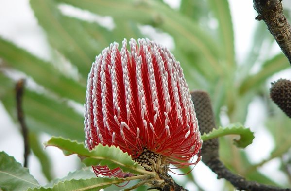 Banksia