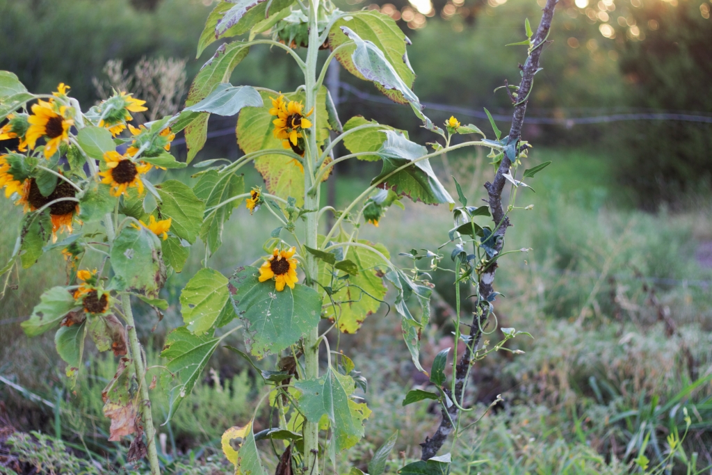 Growing Vegetables In Central Texas Ten Things We ve Learned