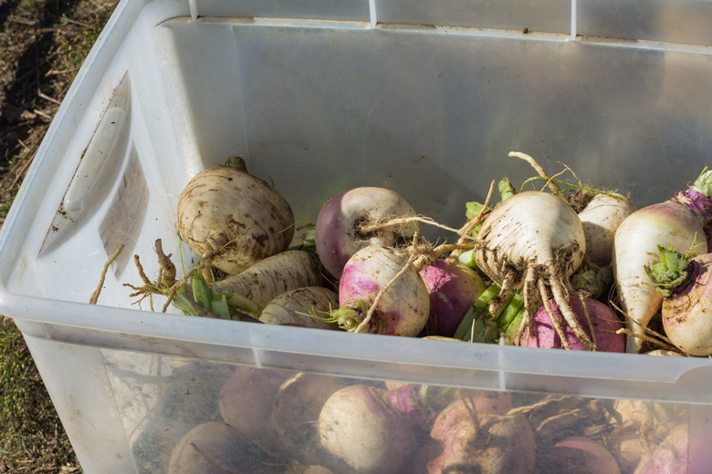 turnips-tote