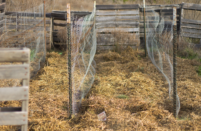 pea-rows