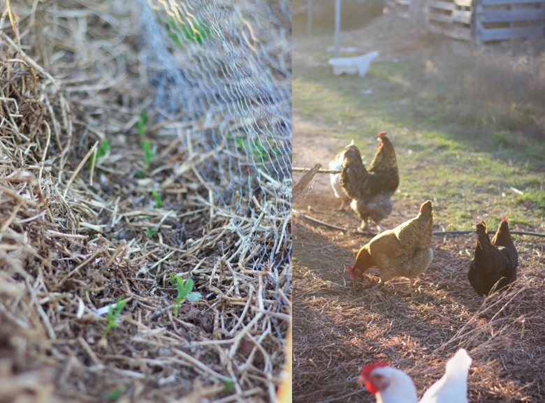 gardenchickens