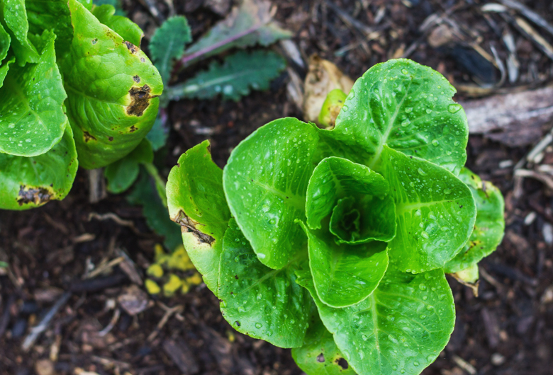 lettucebed