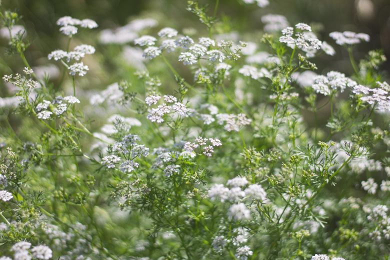 cilantro-flowers