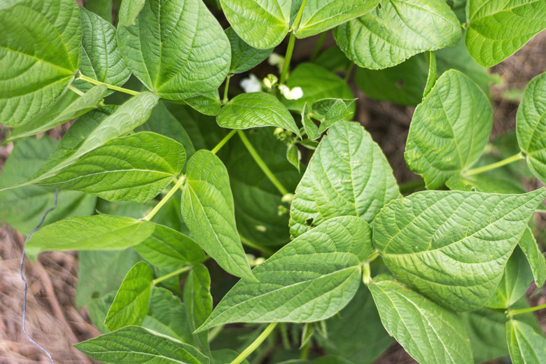 gardenbeanflowers