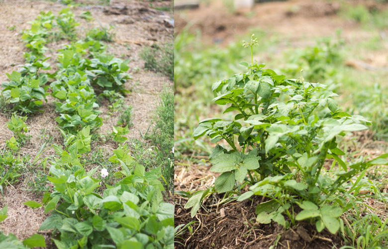 gardenbeanspotatoes