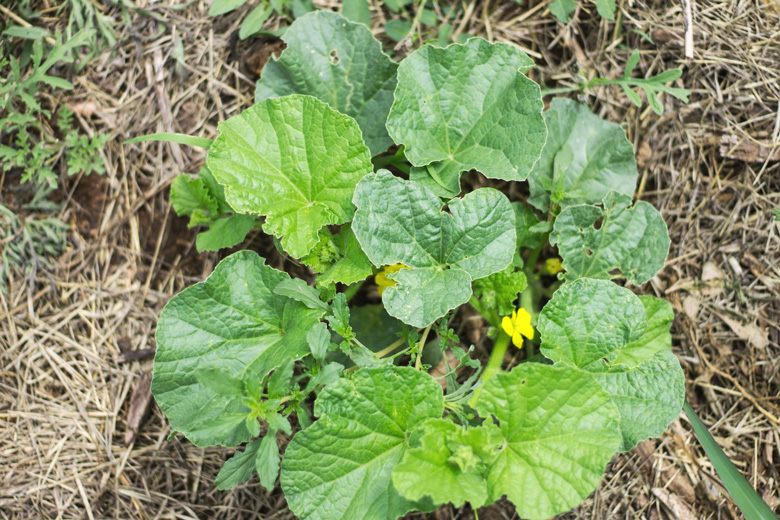 gardencantaloupes