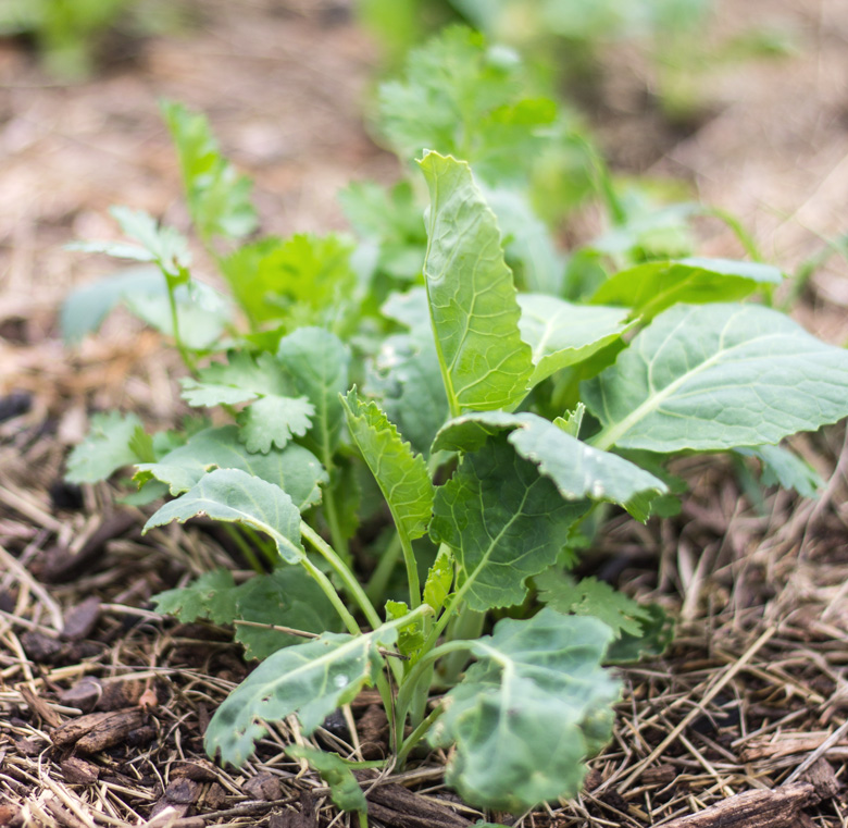 gardencollards