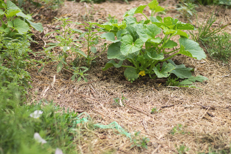 gardencucumber