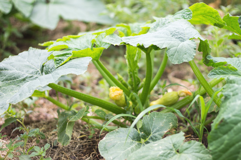 gardensummersquash