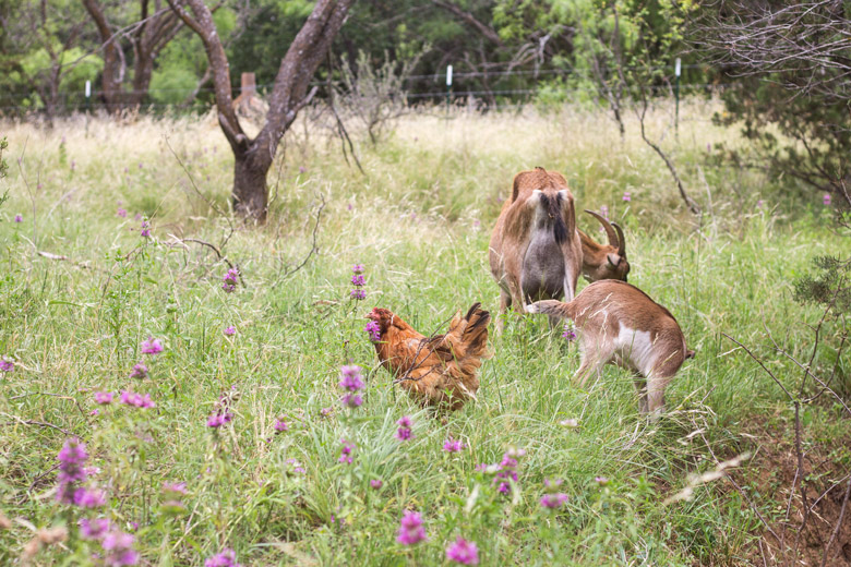 pasture6