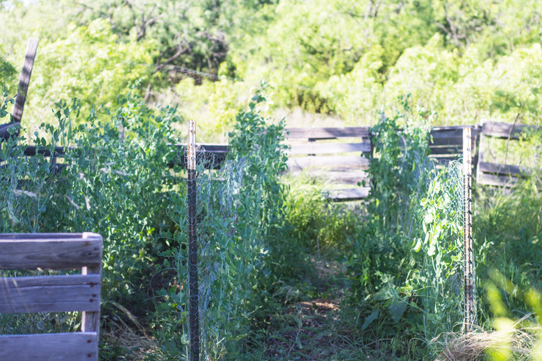 peas-in-row