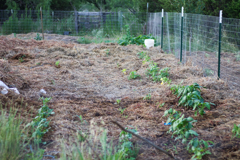 junegardenbeanfield