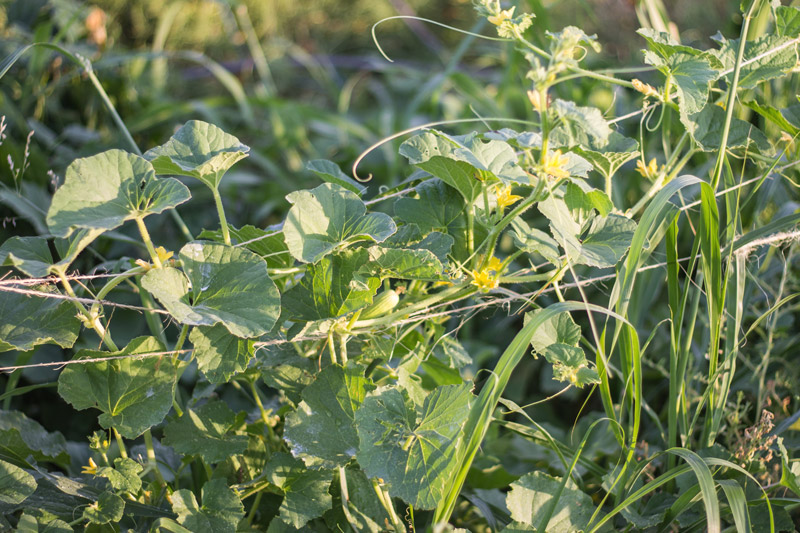 junegardencukes