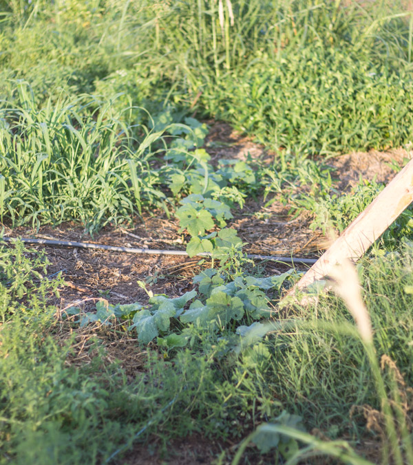 junegardenokra