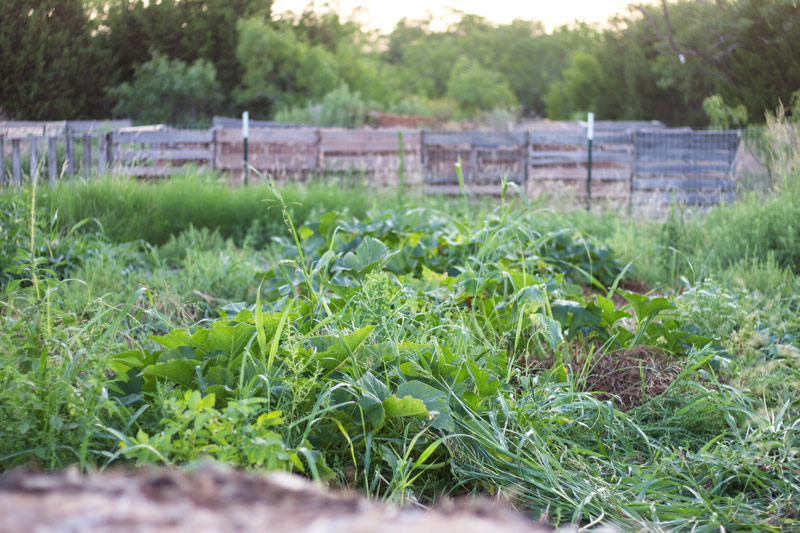 junegardensquash