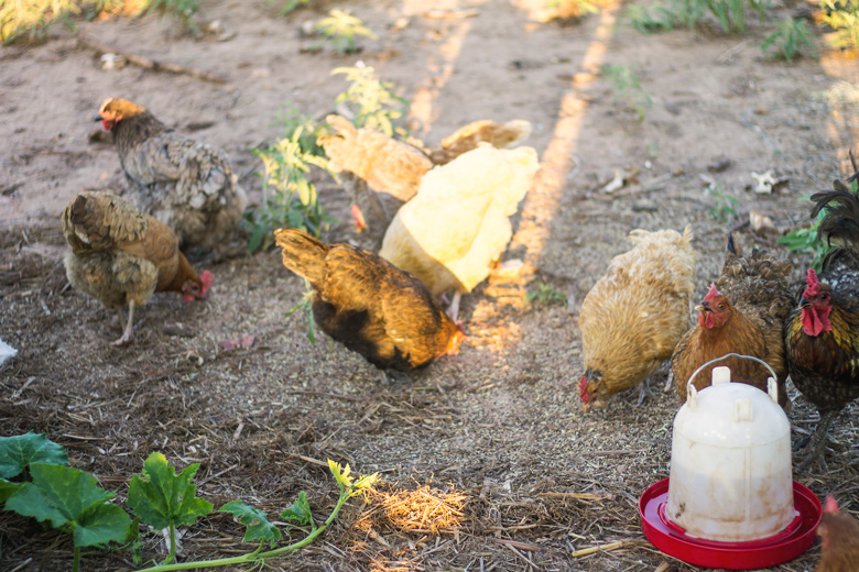 morningchickens