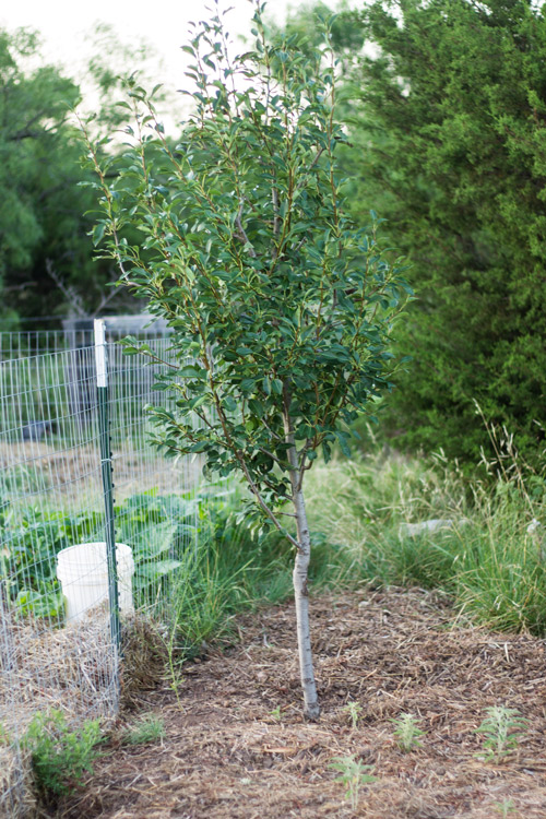 pear-tree