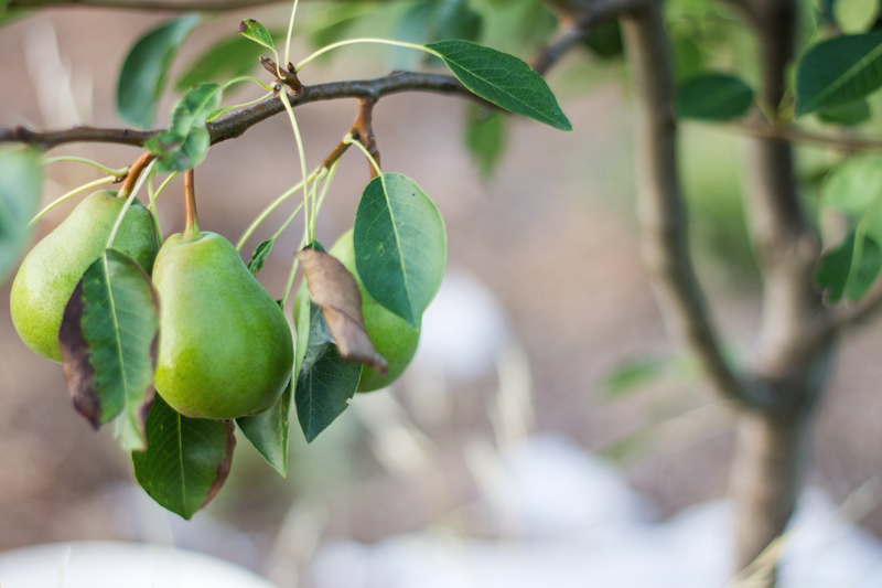 pears-on-tree