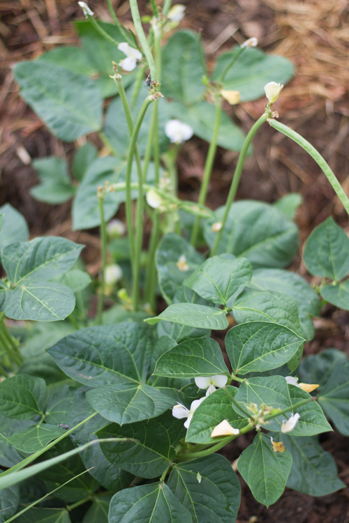 julygardencowpeas2