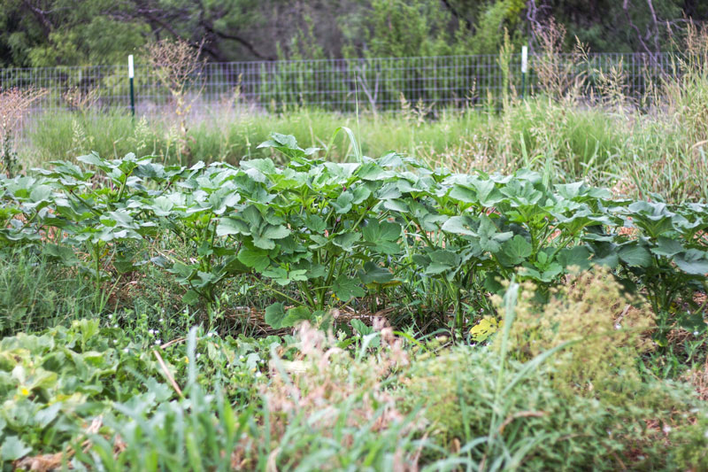 julygardenokra