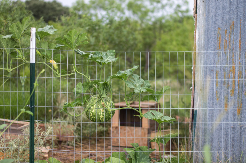 julygardenpumpkins1