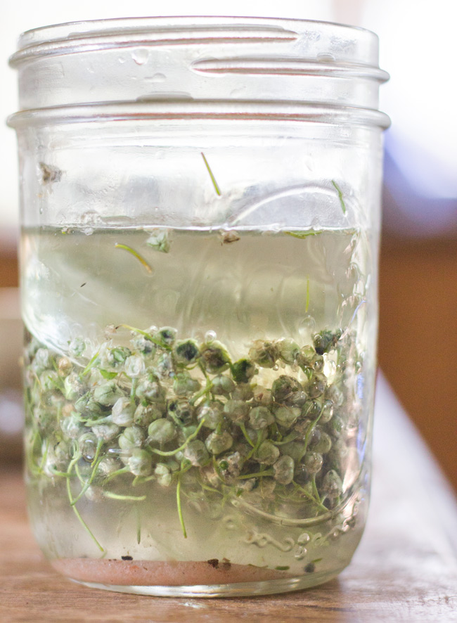 Lacto-Fermented Onion Bud “Capers” | Nourishing Days