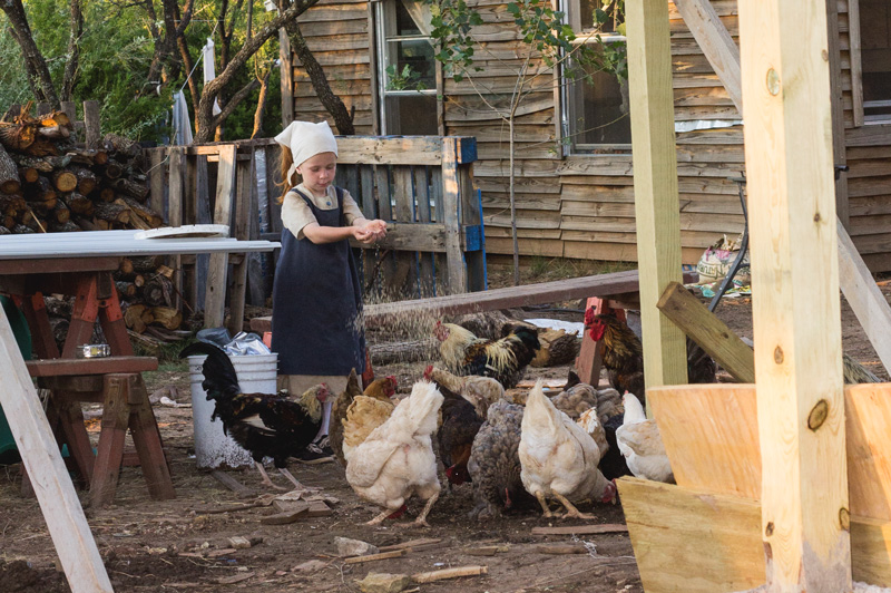 Feeding-chickens